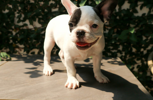 Bulldog Francese: Guida Alimentare per un Amico Panciuto e Giocherellone