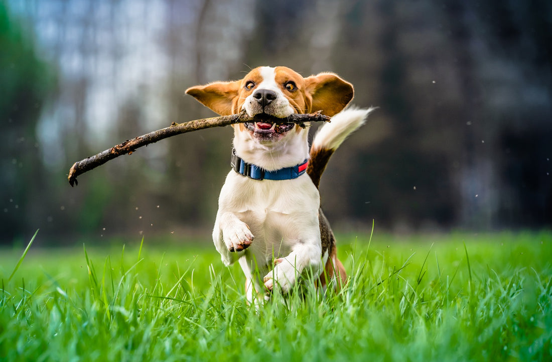 Il Bau-Barometro: 5 Segnali per Capire se il Tuo Cane è Felice e in Forma