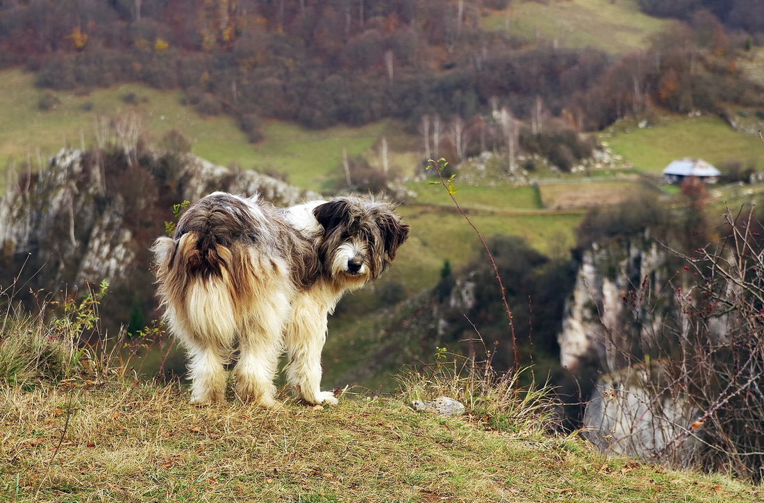 Cani da Pastore: Fedeli Compagni, Instancabili Lavoratori e Cuori Impavidi