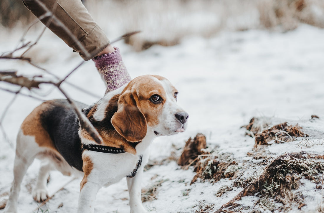 5+1 Consigli per Mantenere Sana la Pelle e il Pelo del Tuo Cane Durante i Mesi Invernali