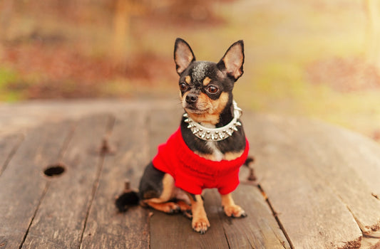 Chihuahua: Guida Alimentare per il Tuo Piccolo Amico Energico