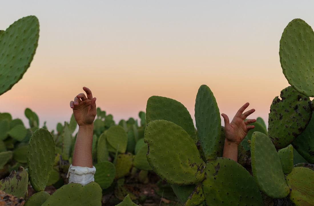 Donne Maasai Trasformano i Cactus Invasivi in Biocarburante: Un Esempio di Innovazione e Sostenibilità