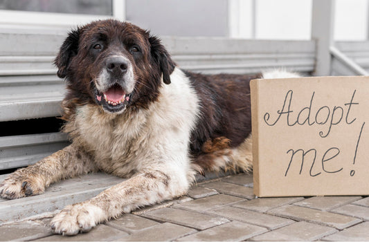 Codice a Quattrozampe: La Guida Definitiva per Scegliere il Tuo Cane Perfetto!