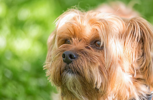 Terrier: Piccoli Grandi Guerrieri dal Cuore d'Oro