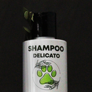 Shampoo